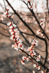 Spring april may tree bloom blossom day flowers sakura blossoming outdoor day sun park nature plum pink green garden flora pastel buds floral Japanese environment macro botany springtime fresh forest