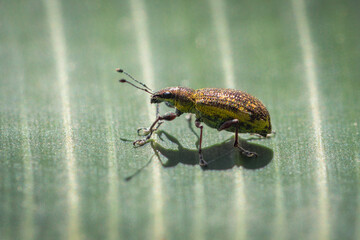 Selective focus of a Sitona lineatus on a leaf under the sunlight with a blurry background