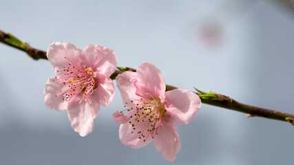 The flower of the peach tree blooming in spring