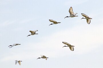 stormo di ibis sacri e una garzetta
