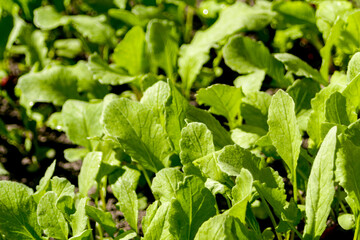 Defocus close-up radish leaves texture. Organic radish grows in the ground. Young radishes grow in a bed in the garden. Green texture background. Green leaves rough. Out of focus