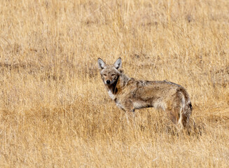 Coyote on the Hunt
