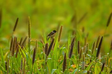 Stonechat bird in the field