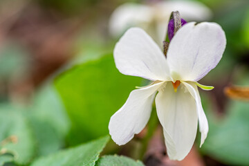 Early spring flowers, Shot of white field Violet. Close-up.