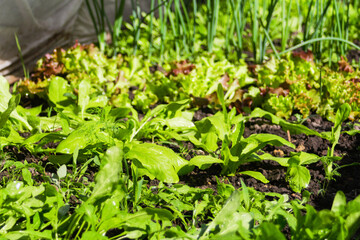 Defocus organic farm vegetable gardening. Onion, leek, aragula, spinach, salad, lettuce. Greens, greenery in arch solar house. Organic farming, seedlings growing in greenhouse. Outdoor. Out of focus