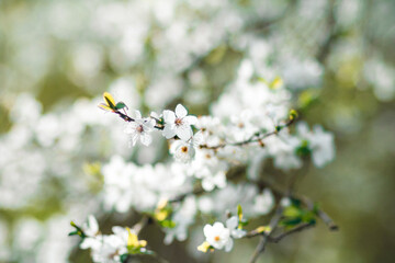 Spring Blossom