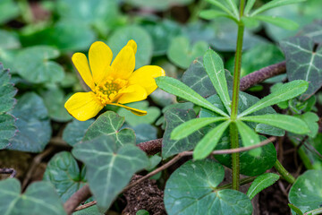 Early spring yellow flower and green leafs on the field. Blurry background.