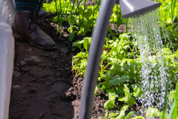 Defocus close-up water jet. Watering can on the garden. Vegetable watering can. Arc greenhouse. Radish leaves texture. Drops of water outdoor. Out of focus