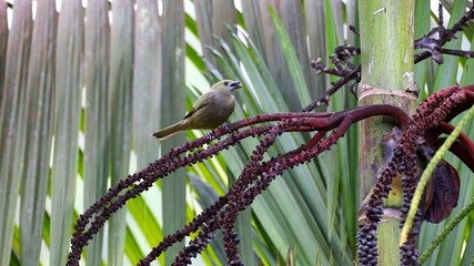 Slaty-capped flycatcher, Leptopogon superciliaris, eats the fruit of red sealing wax palm in its habitat of Costa Rica.