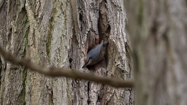 nuthatch excavating its nest in tree trunk