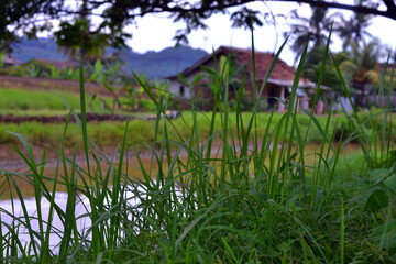 
thatch grass
