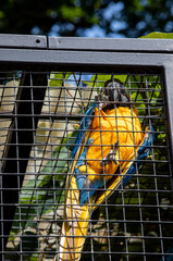 Blue and Yellow Common ararauna in a metal cage