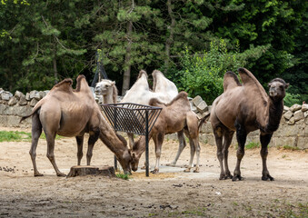 The Bactrian camels, Camelus bactrianus is a large, even-toed ungulate native to the steppes of Central Asia..