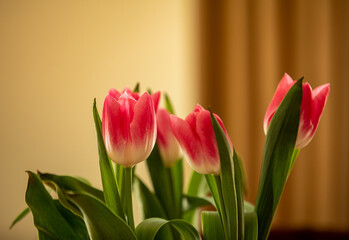 Fototapeta premium bouquet of red tulip flowers