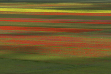 Summer Lentil flowering in Castelluccio, Norcia, Italy