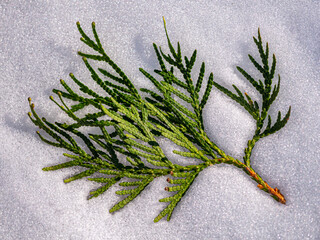 A branch of a thuja tree in the snow close-up