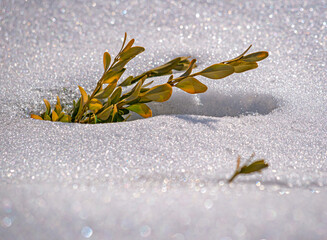 A boxwood branch breaks through the snow