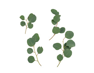 Obraz premium eucalyptus branches isolated on white background. Flat lay, top view. copy space.