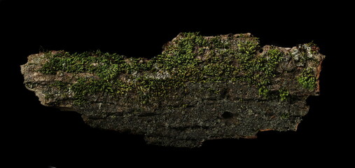 Green moss on tree bark isolated on black background, top view and clipping path