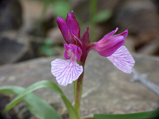 Orchidea selvatica