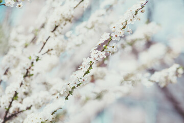 Springtime bloom