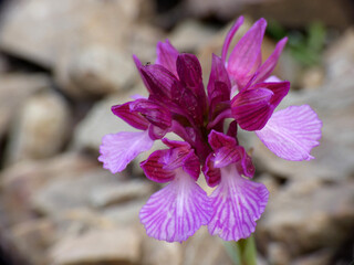 Orchidea selvatica