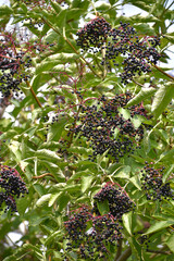 Black elderberry. Branches with ripe black elderberries, close-up, on a sunny summer day. Black...