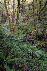 Dense vegetation of ivy and ferns around a stream