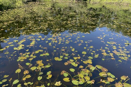 Lilly Pads In The Florida Swamps