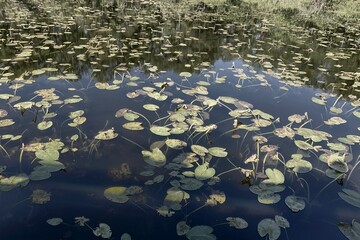 Lili pads in a florida swamp