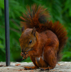 The red squirrel, or simply a common squirrel, is a species of sciuromorph rodent in the family Sciuridae