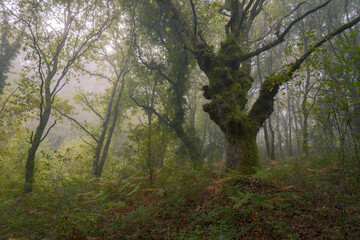 Mystical scene in a misty forest