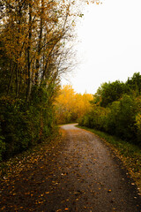 Herbstlicher Radweg auf Wiener Donauinsel