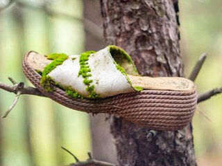 shoe in a tree