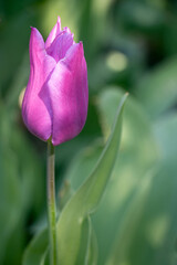 Tulipán rosa