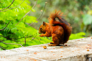 The red squirrel, or simply a common squirrel, is a species of sciuromorph rodent in the family...