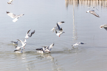 Möwen kämpfen am Neusiedlersee um Futter