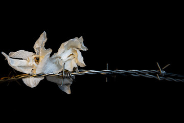 Dead wilted dry orchid blossoms with barbed wire isolated on black background