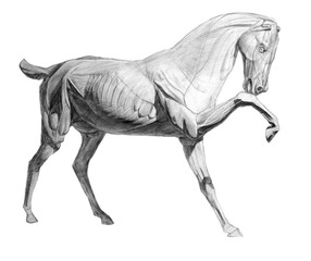 Fototapeta premium The whole horse's ecorshe. side view. academic pencil drawing. An old drawing.