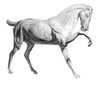 The whole horse's ecorshe. side view. academic pencil drawing. An old drawing.