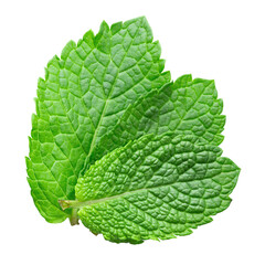 Fresh raw mint leaves isolated on white background. Leaf texture.