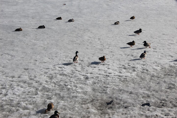 Ducks on ice on a sunny spring day
