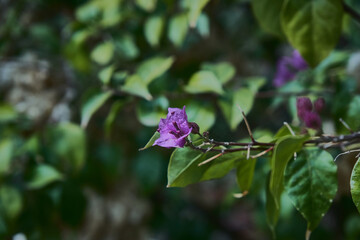 Diminuta flor lila con un fondo de j¡hojas verdes en la primavera
