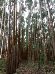 Fototapeta premium trees in the forest