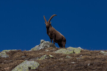 stambecco sulla roccia