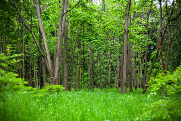 Obraz premium Green spring forest with tall trees, with large crowns and grass