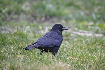 Obraz premium Black crow standing on green meadow and looking for food.