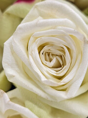 Center of White Rose