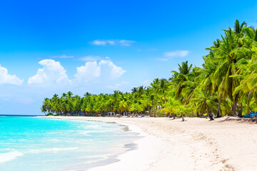 Coconut Palm trees on white sandy beach in Punta Cana, Dominican Republic.
