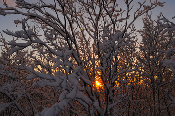 Sunset in the forest between trees in winter. Snowy trees against the blue sky. Murmansk region.